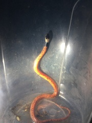 Phimophis guianensis