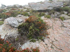 Erica petraea