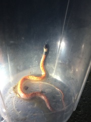 Phimophis guianensis