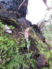 Pterostylis coccina