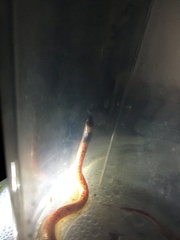 Phimophis guianensis