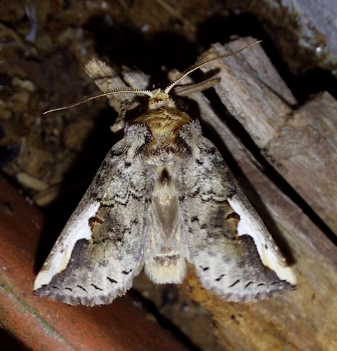 Sección Symmerista albifrons · iNaturalist Mexico