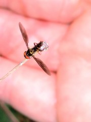 Ocyptamus antiphates