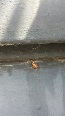 Lygaeus creticus