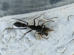 Myrmarachne melanocephala