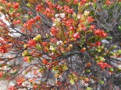 Erica petraea