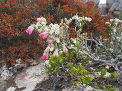 Erica strigilifolia