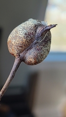 Diplolepis nodulosa