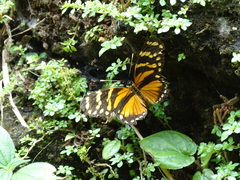 Eresia ithomioides eutropia