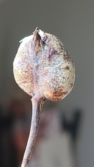 Diplolepis nodulosa