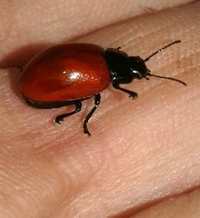 Chrysolina lucida