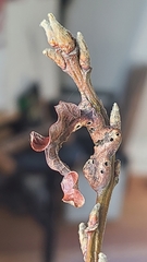 Neuroterus washingtonensis