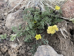 Lomatium austiniae