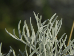 Senecio viravira