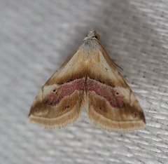Eublemma roseana