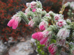 Erica strigilifolia