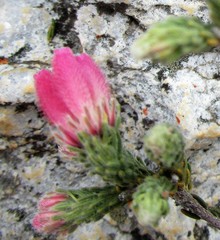 Erica strigilifolia