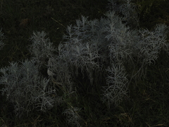 Senecio viravira