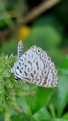 Leptotes cassius