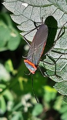 Sphictyrtus