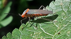 Sphictyrtus