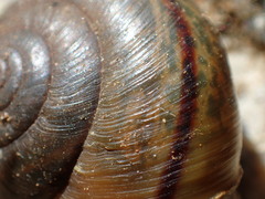 Helminthoglypta petricola