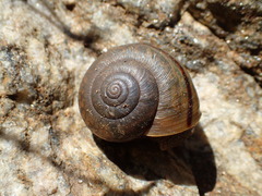 Helminthoglypta petricola