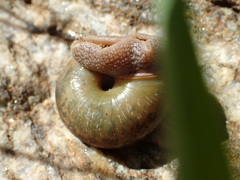 Helminthoglypta petricola