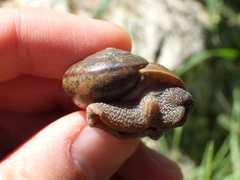 Helminthoglypta petricola