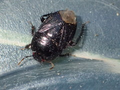 Pangaeus tuberculipes