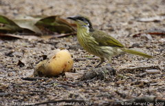 Varied Honeyeater photo 4