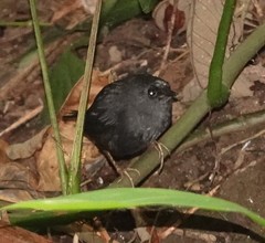 Scytalopus sanctaemartae