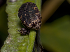 Protaetia fusca