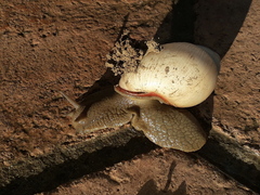 Megalobulimus lorentzianus