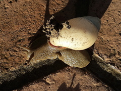 Megalobulimus lorentzianus