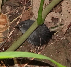 Scytalopus sanctaemartae