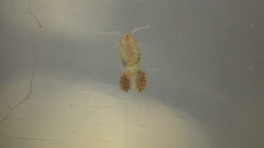 Neocopepoda