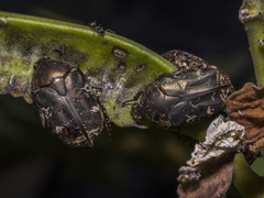 Protaetia fusca