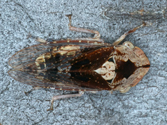 Stenocotis