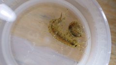 Gammarus fasciatus