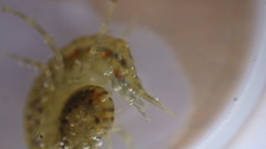 Gammarus fasciatus