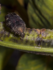 Protaetia fusca