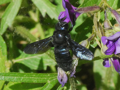 Xylocopa loripes