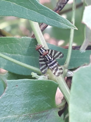Pterotaenia fasciata