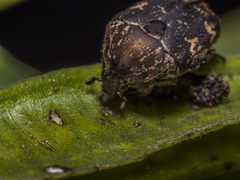 Protaetia fusca