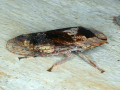 Stenocotis