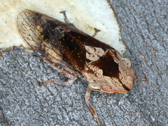 Stenocotis