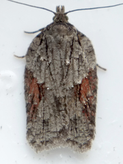Acleris ptychogrammos