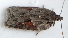 Acleris ptychogrammos