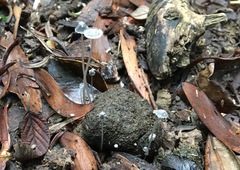 Coprinopsis stercorea